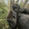 Meet The Bronx Zoo's New Baby Gorillas